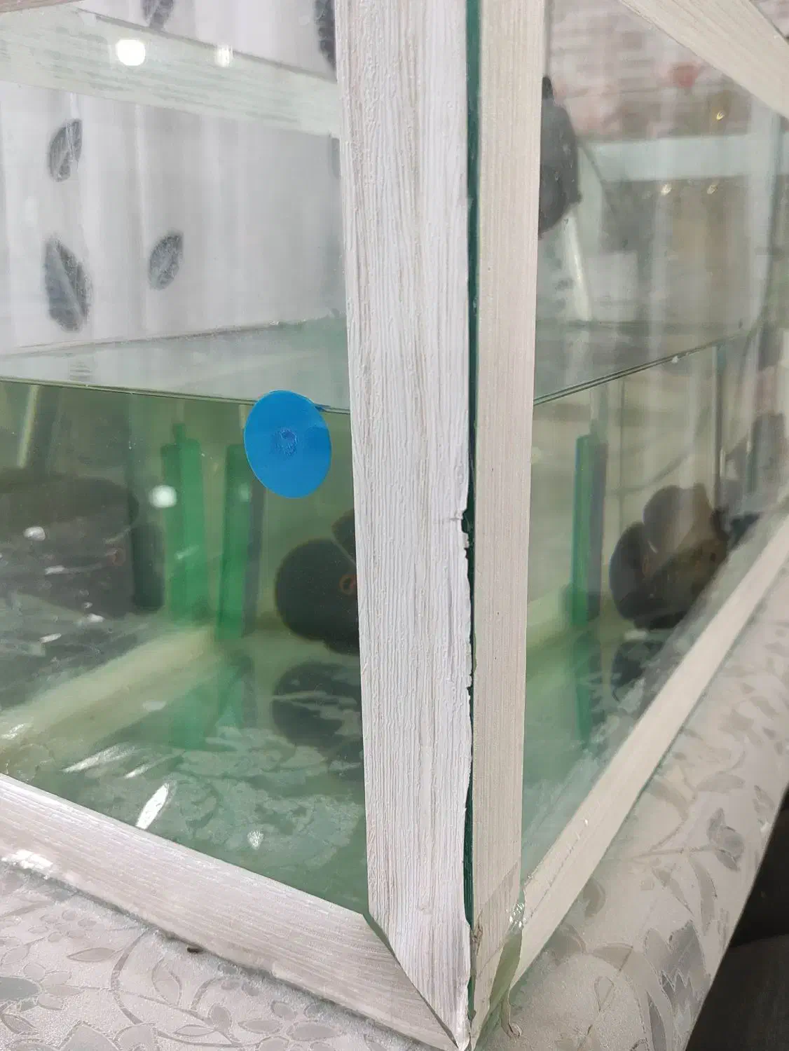 آکواریوم فروشی|ماهی|میاندوآب, |دیوار