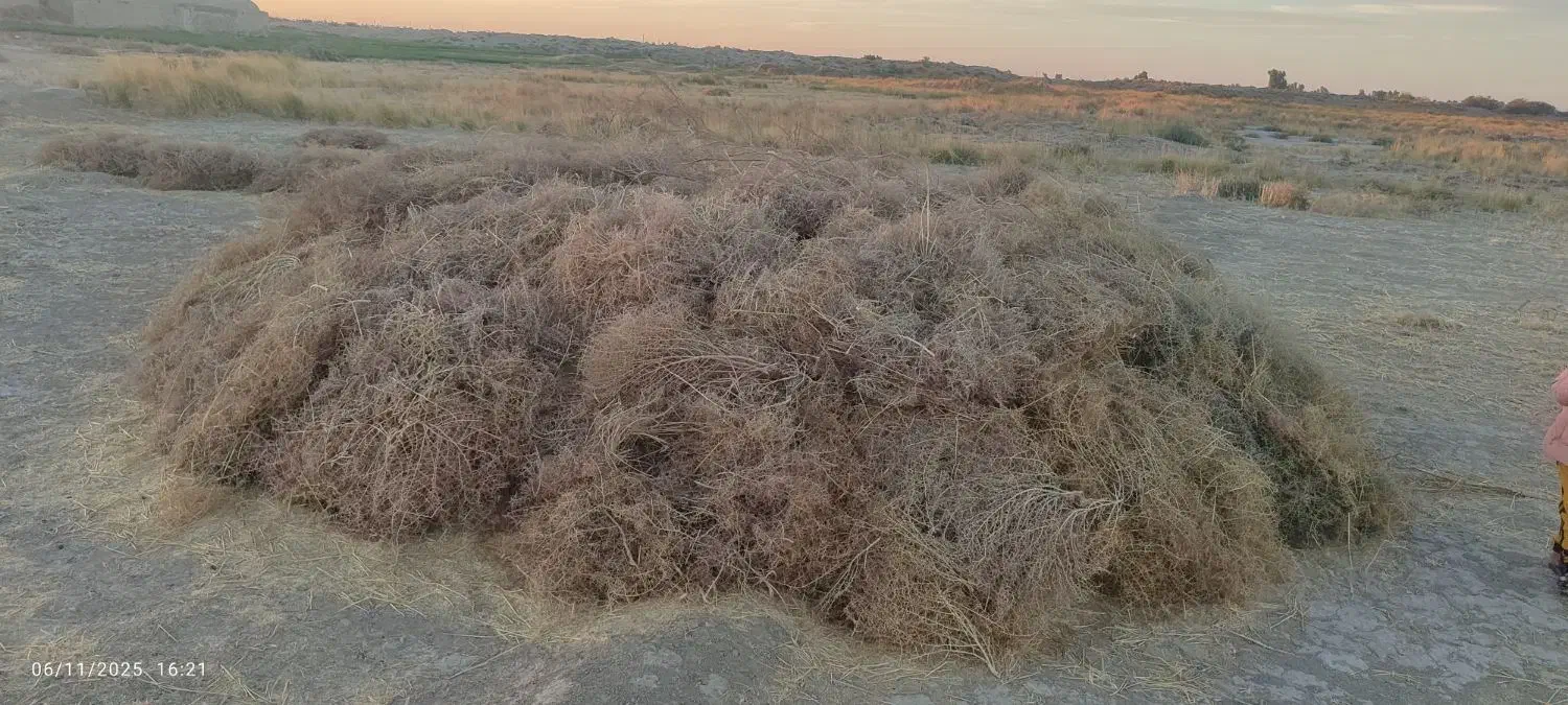 فروش کاه گندم|حیوانات مزرعه|هامون, |دیوار