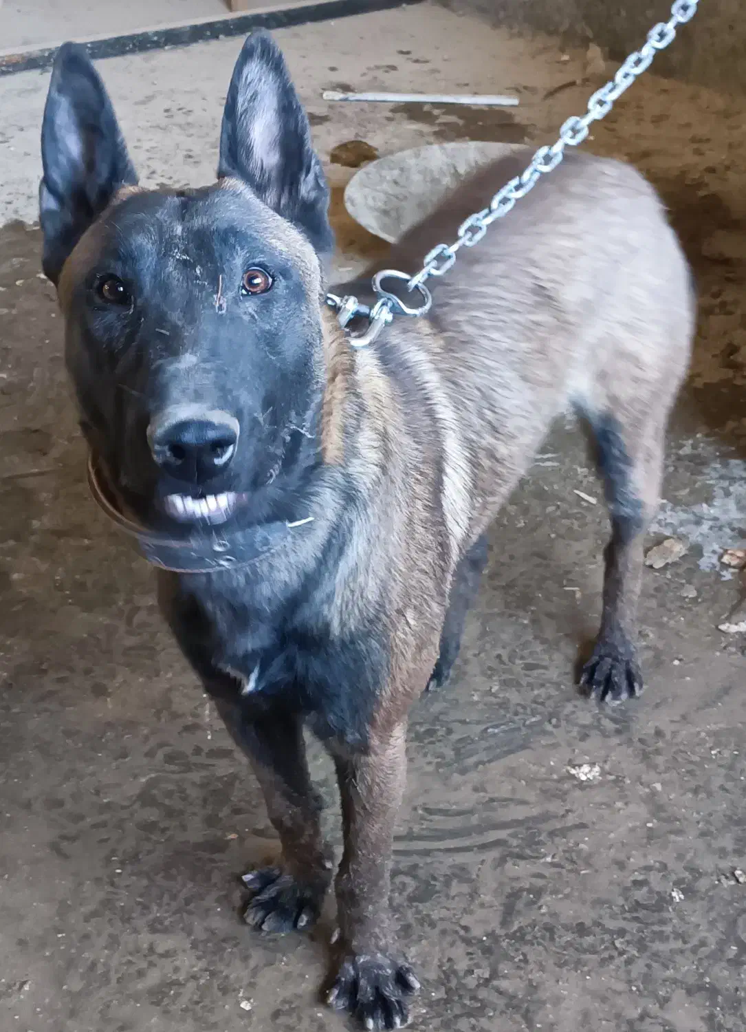 یک جفت سگ مالینویز بلژیکی|سگ|رباط‌کریم, شهرک صنعتی زواره‌ای|دیوار