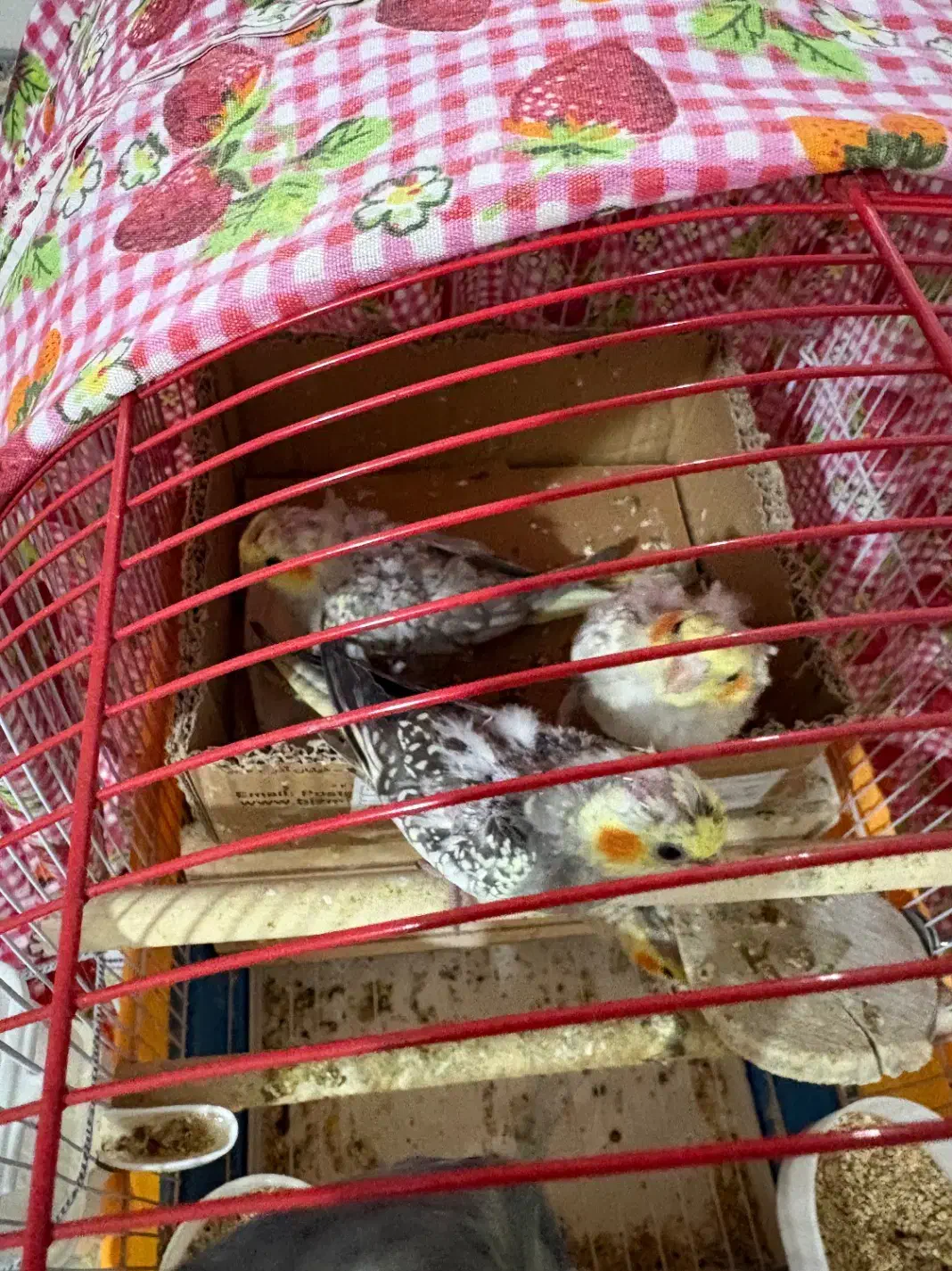 عروس هلندی|پرنده|پرند, فاز ۵|دیوار