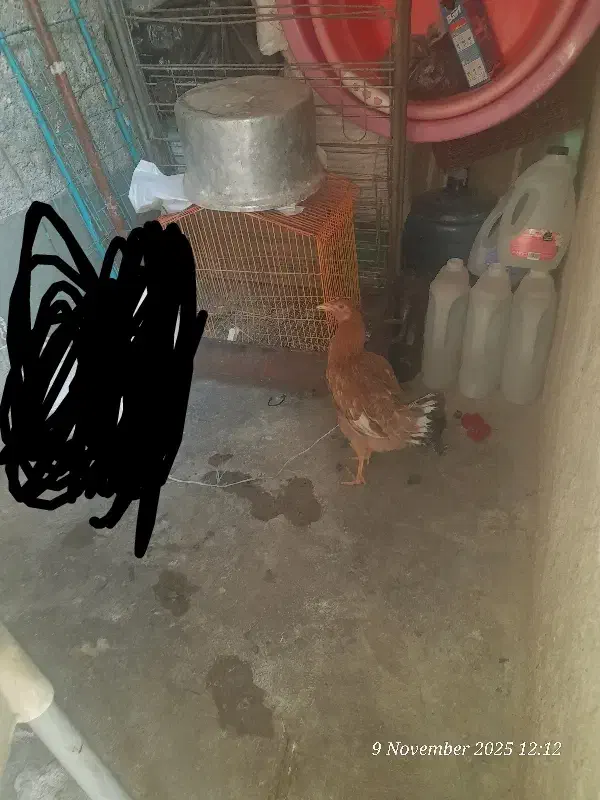 واروک مرغ محلی|حیوانات مزرعه|مسجد سلیمان, |دیوار