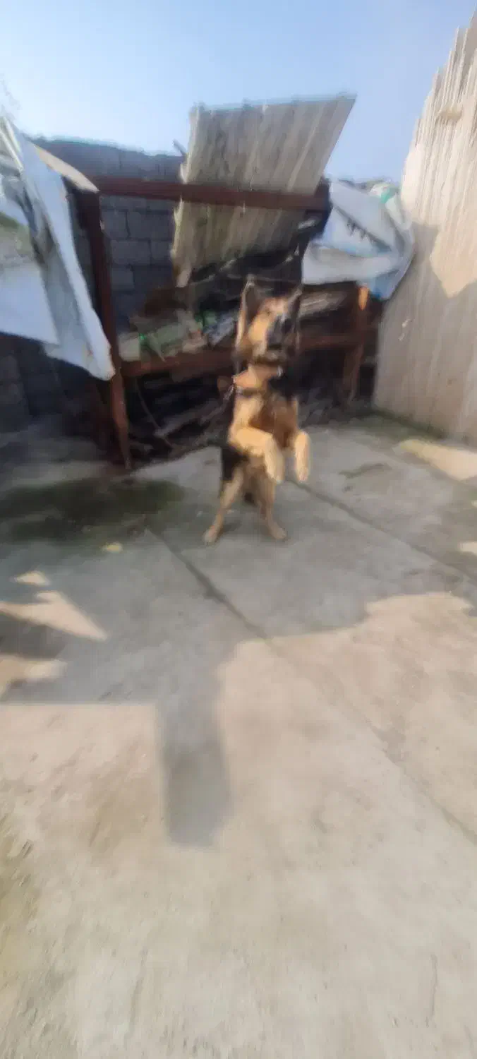 سگ ژرمن|سگ|بندر انزلی, بشمن|دیوار