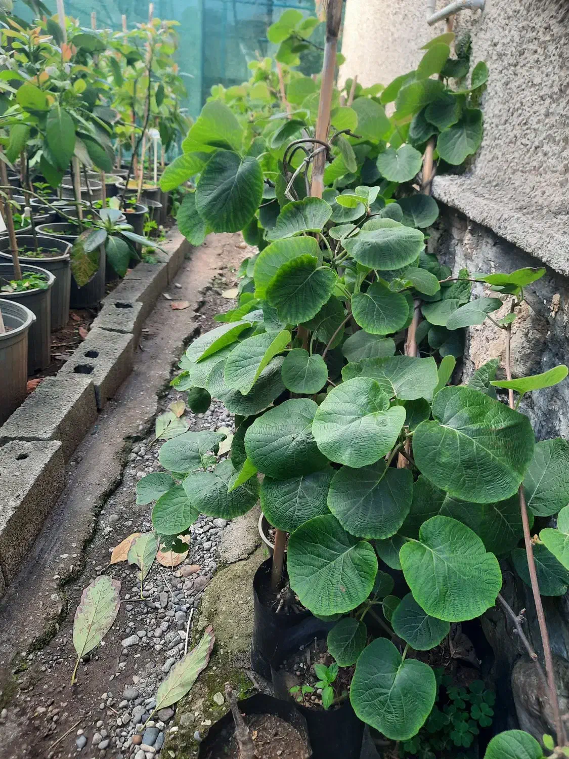 فروش نهال کیوی هایواردپیوندی و توسرخ|خدمات باغبانی و درختکاری|سلمانشهر, |دیوار