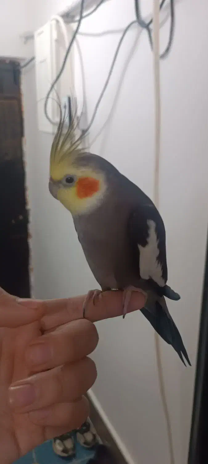 طوطی عروس هلندی سخنگو|پرنده|رشت, پیرکلاچای|دیوار