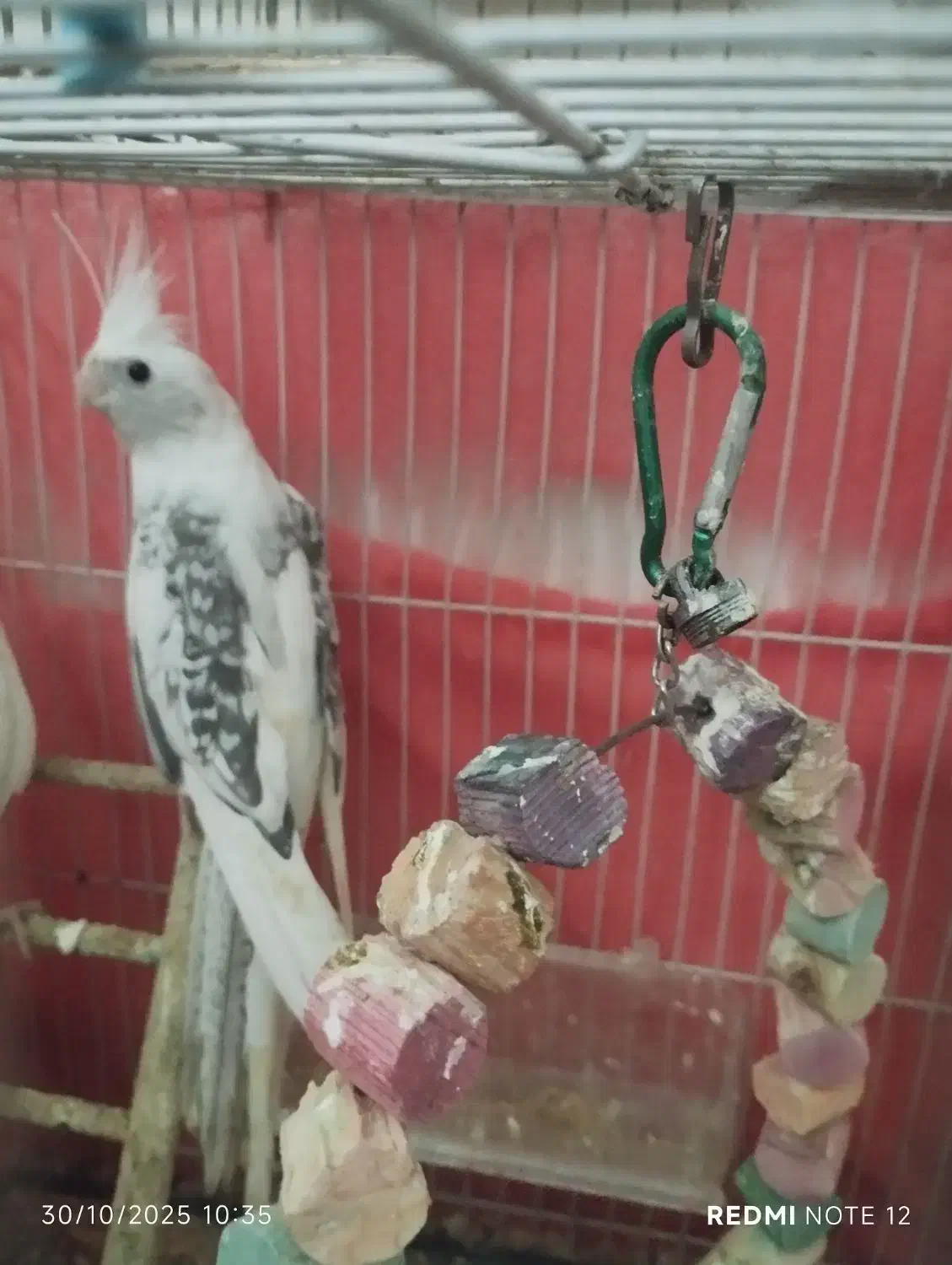 عروس هلندی|پرنده|مشهد, شهرک مهرگان|دیوار