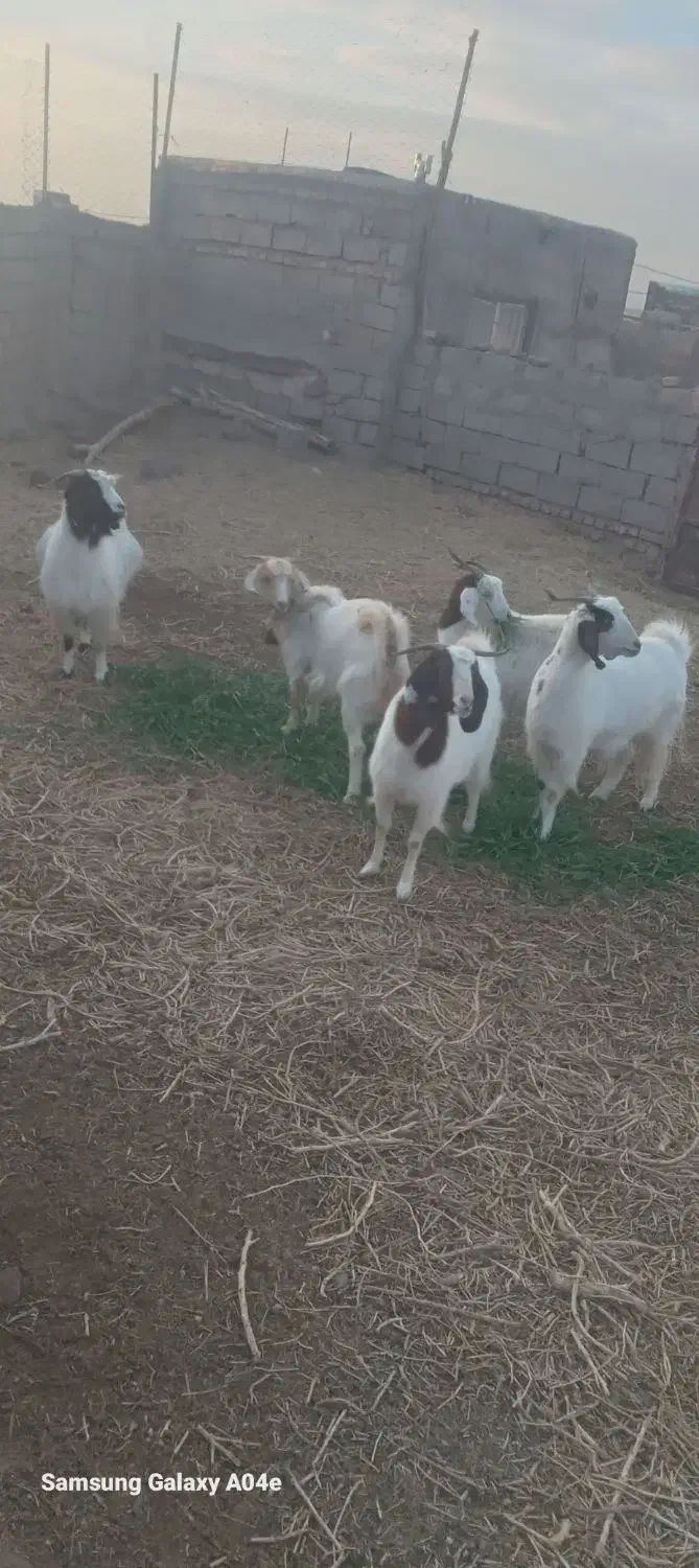 بز جوان ابستن|حیوانات مزرعه|کوهسرخ, |دیوار