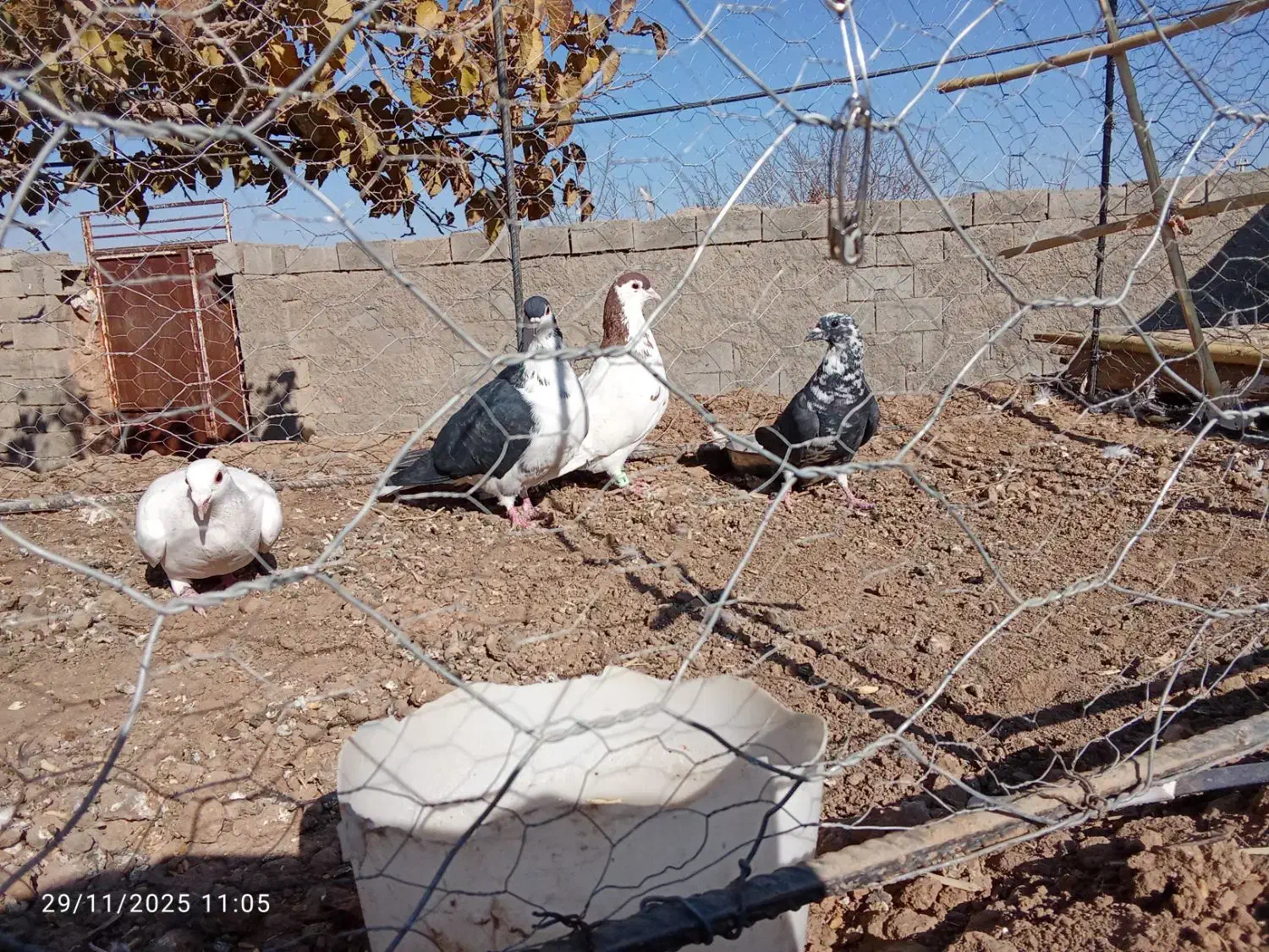 چهارتا کفتر  پرشی  فروشی جفت 700|پرنده|جغتای, |دیوار