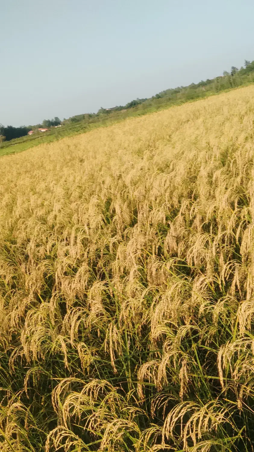 فروش شالیزار|فروش زمین و ملک کلنگی|گوراب زرمیخ, |دیوار