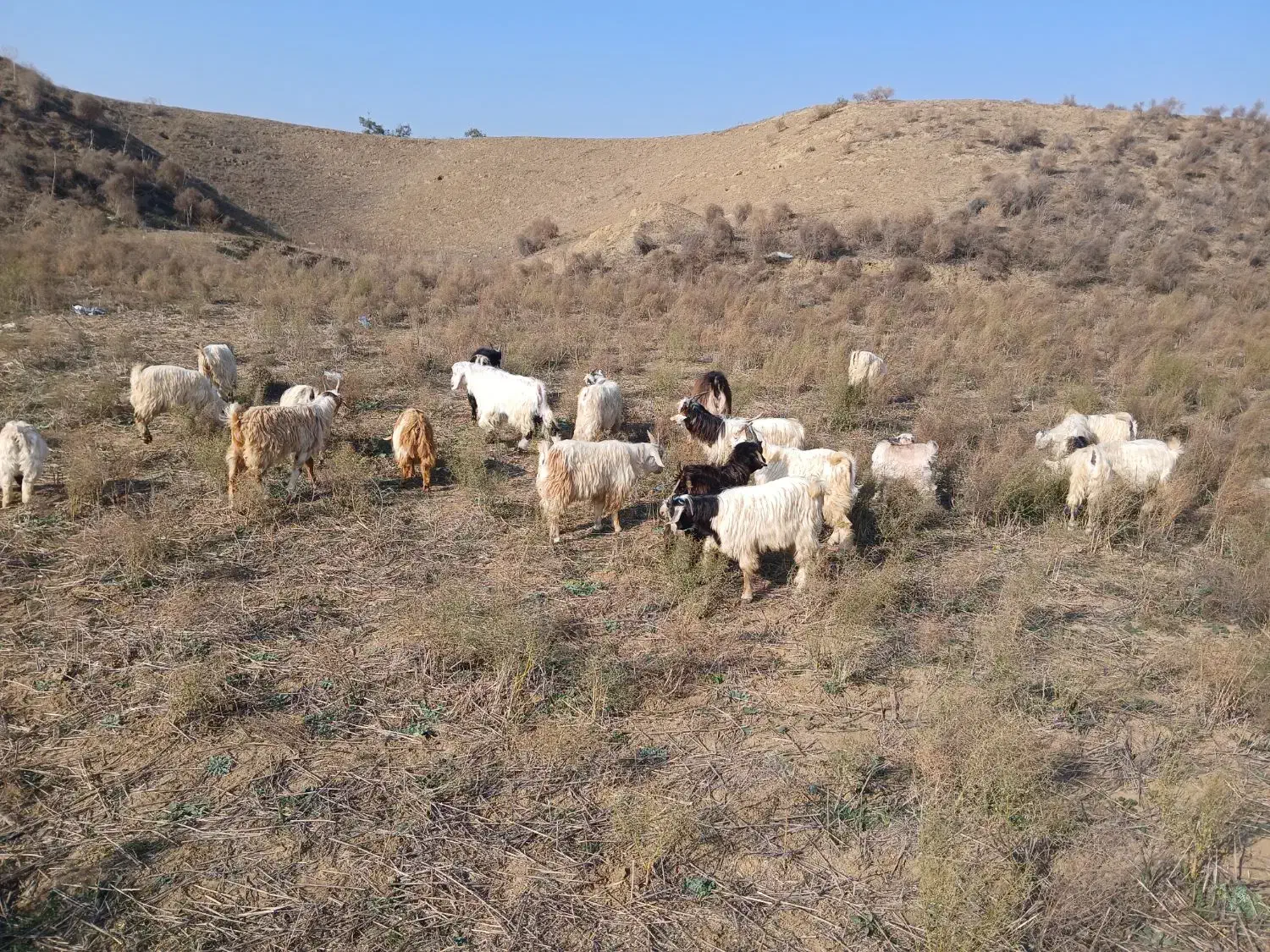 بزغاله نر چپیش|حیوانات مزرعه|بیله سوار, |دیوار