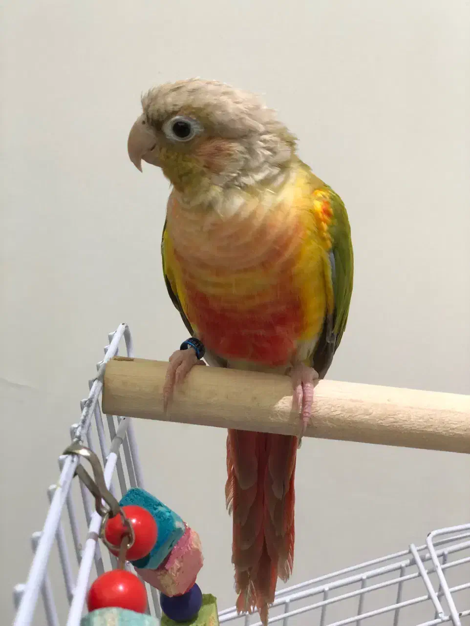 گرینچیک نر اماده دستی سخنگو تست دار|پرنده|مشهد, رضاشهر|دیوار