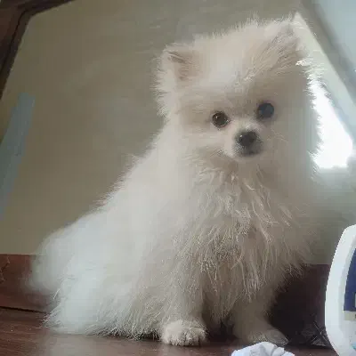 پامر|سگ|بم, |دیوار