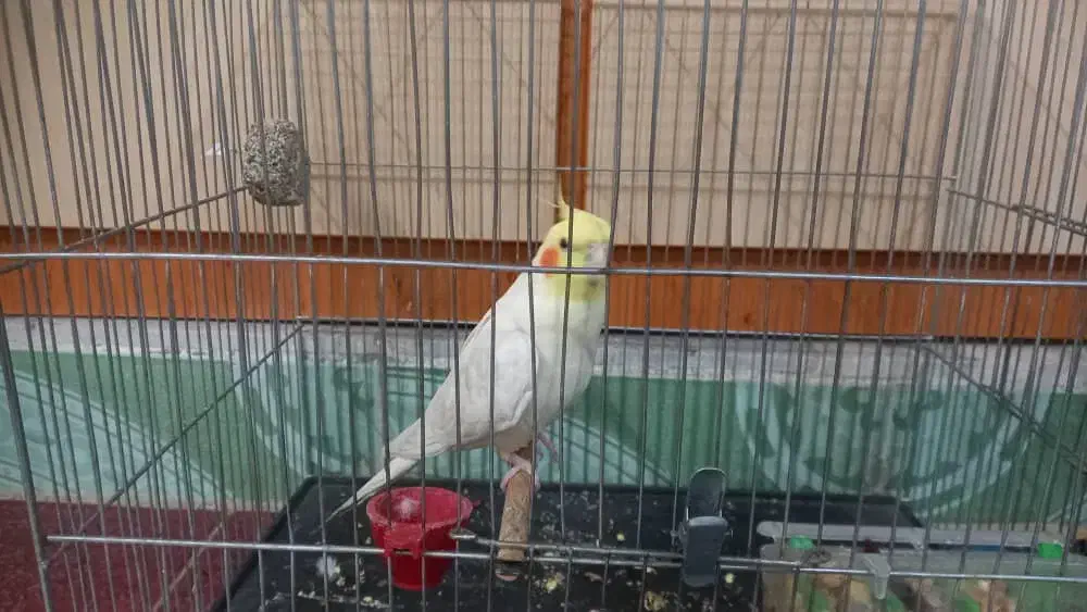 عروس هلندی با قفس|پرنده|شاهین‌شهر, خانه کارگر|دیوار