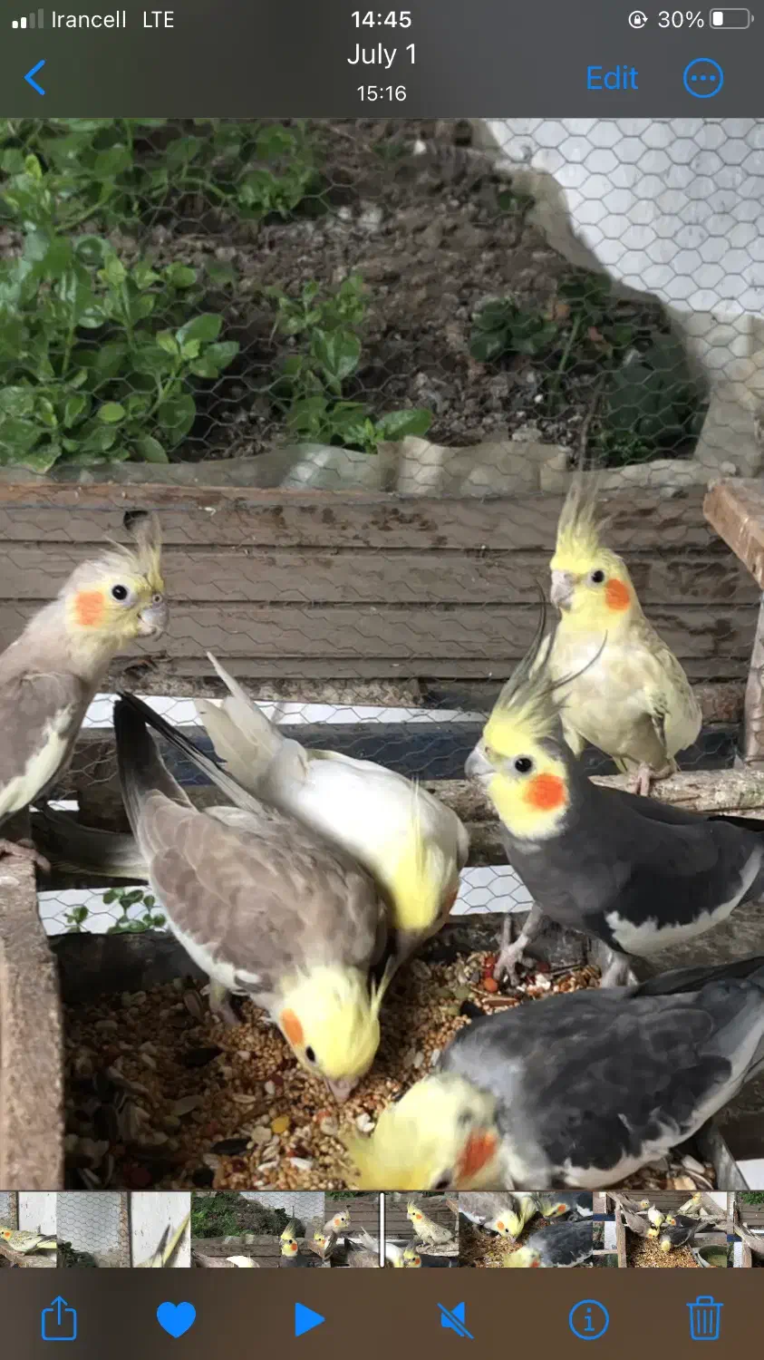 طوطی عروس فروش فوری|پرنده|قائم‌شهر, |دیوار