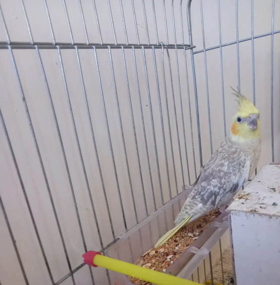 عروس هلندی|پرنده|سنقر, |دیوار