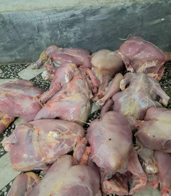 غذا سگ مرغ|لوازم جانبی حیوانات|ساری, |دیوار