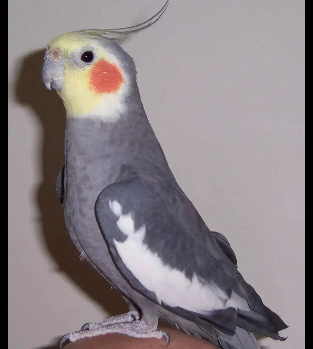 عروس هلندی|حیوانات|اهواز, بیست متری شهرداری|دیوار