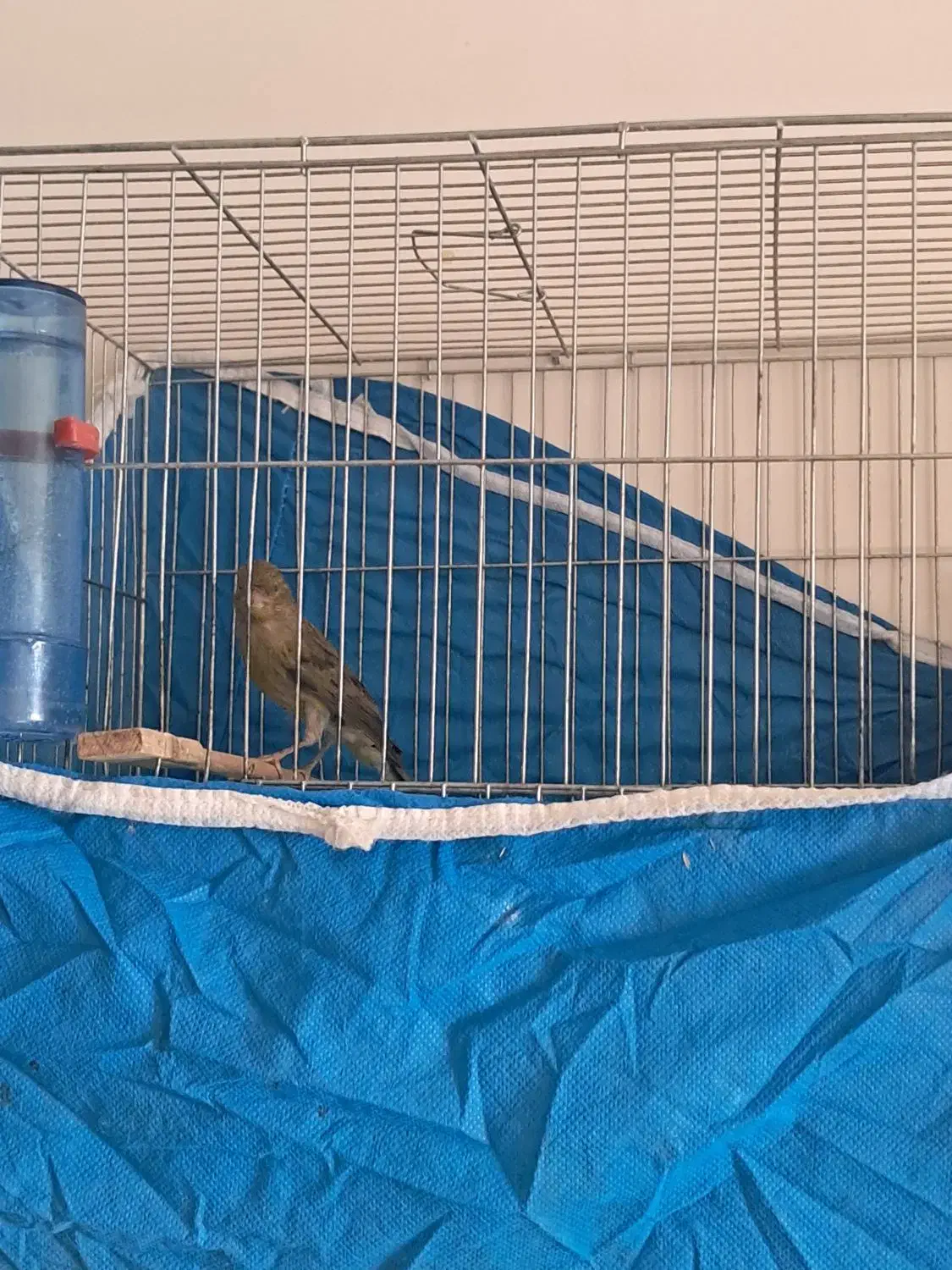 قناری سبز|پرنده|خمینی‌شهر, |دیوار