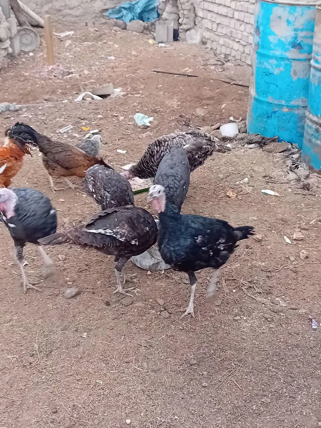 بوقلمون|حیوانات مزرعه|نیمروز, |دیوار