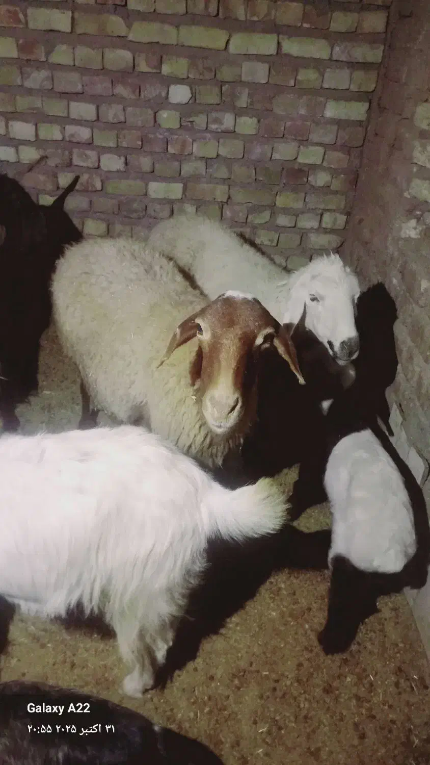 سه راس میش وچهار راس بز|حیوانات مزرعه|میان جلگه, |دیوار