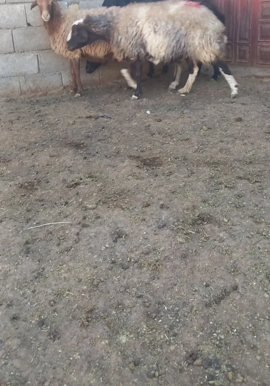 میش ابستن|حیوانات مزرعه|الیگودرز, |دیوار