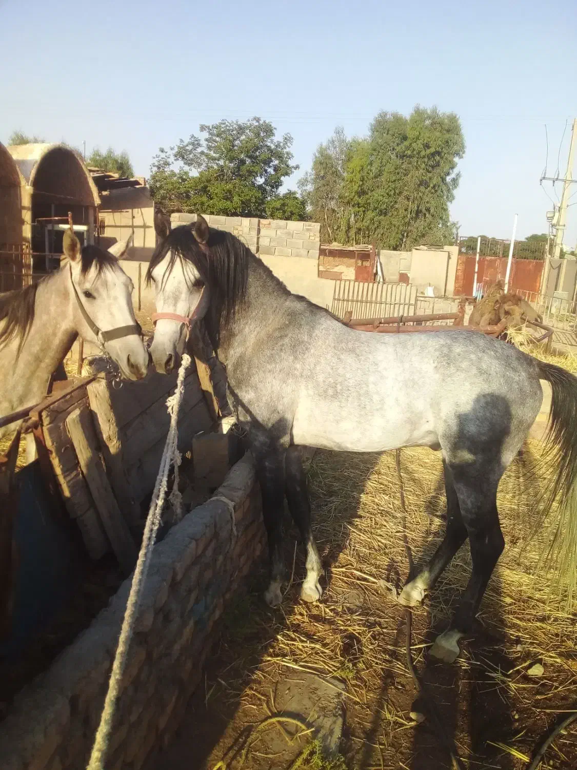 اسب|اسب و تجهیزات اسب‌سواری|تهران, آبشار|دیوار