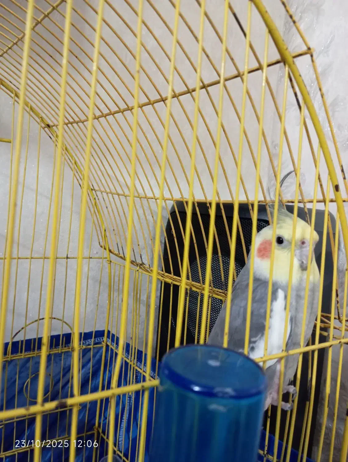 پرنده|پرنده|اسلام‌شهر, شهرک سعیدیه|دیوار