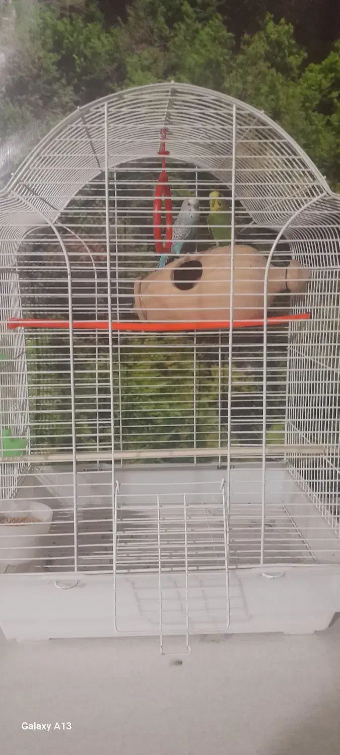 یک جفت مرغ عشق ۴۵۰ بدون قفس باقفس و لونه ۷۵۰|پرنده|کهریزک, |دیوار