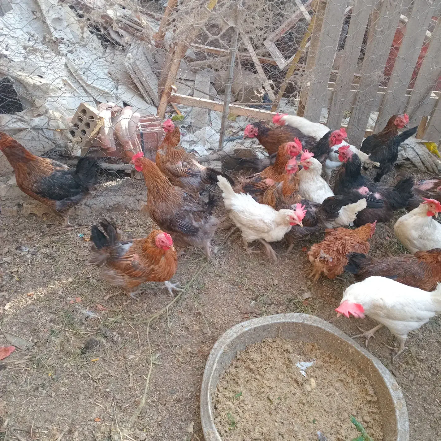 مرغ تخم گذار|حیوانات مزرعه|شاندیز, |دیوار