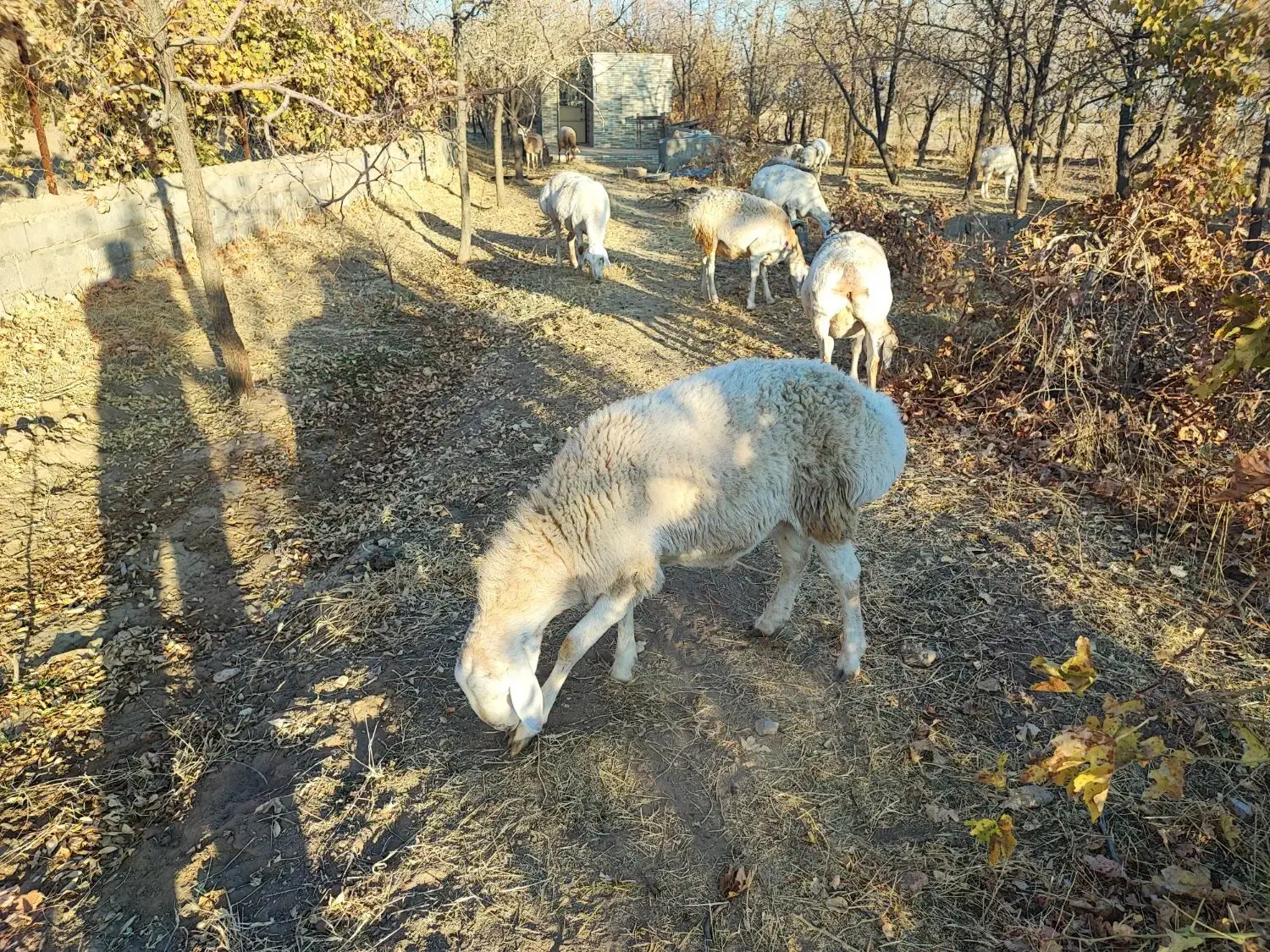 بره قوچ چینی|حیوانات مزرعه|زیرکوه, |دیوار