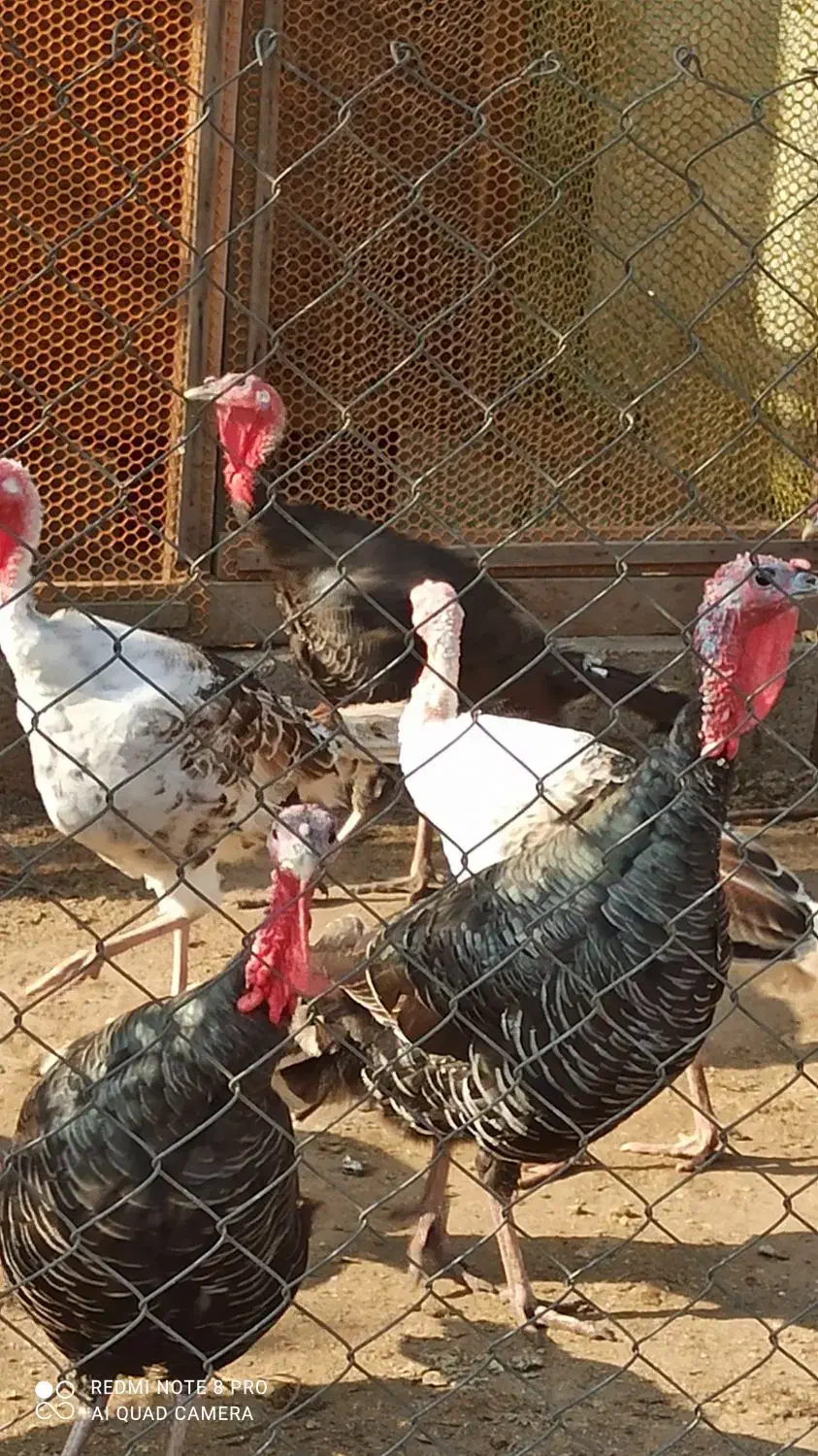 بوقلمون نر و ماده پارساله و امساله|حیوانات مزرعه|رودسر, |دیوار