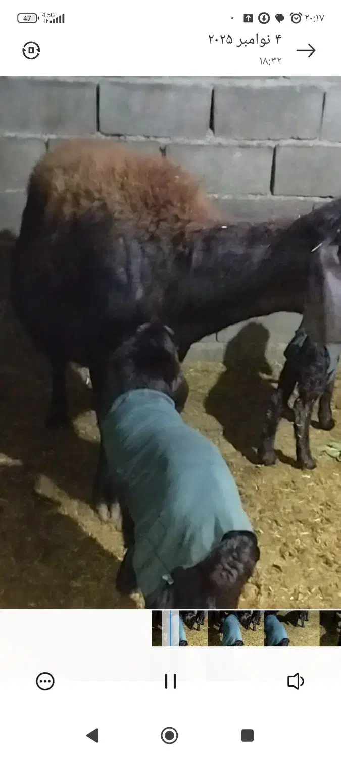 فروش یک راس میش سیمنتال پر شیر .دوقلو زا|حیوانات مزرعه|مینودشت, |دیوار