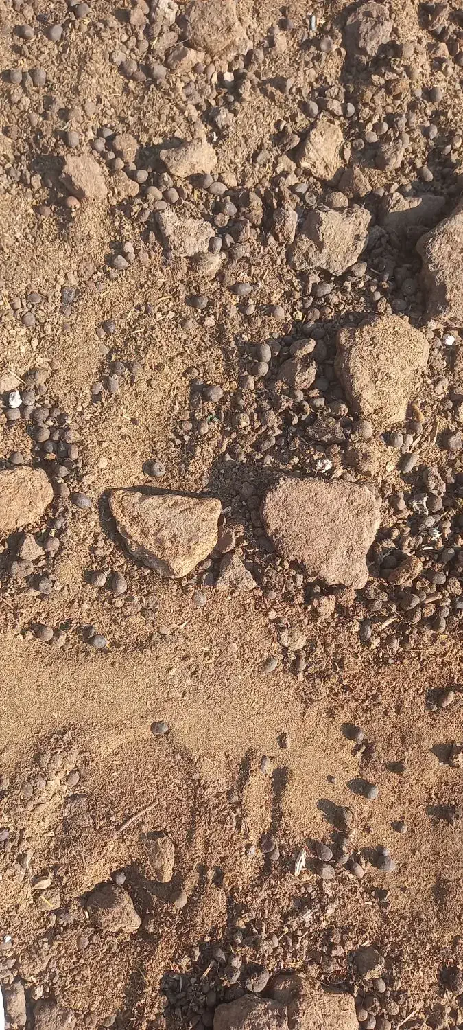 کود گوسفندی|خدمات باغبانی و درختکاری|صفادشت, |دیوار