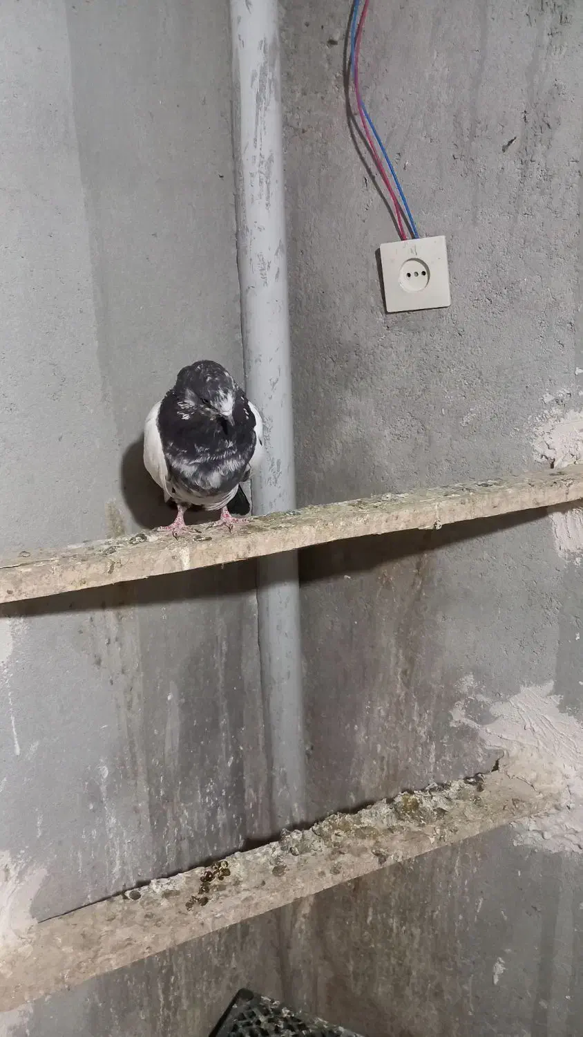 کبوتر ماده کله دم سبز نوک ریز|پرنده|کبودرآهنگ, |دیوار