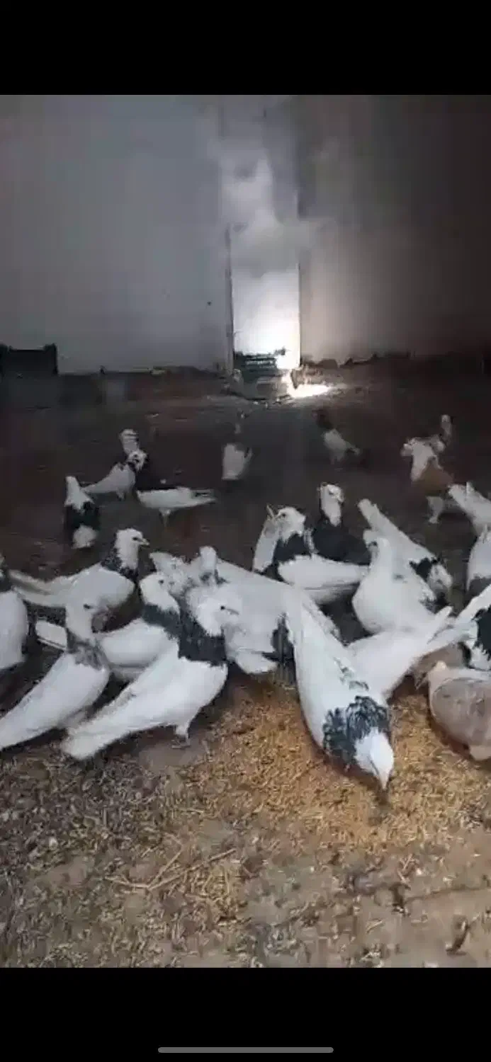 کفتر طوقی سرور|پرنده|بستان آباد, |دیوار