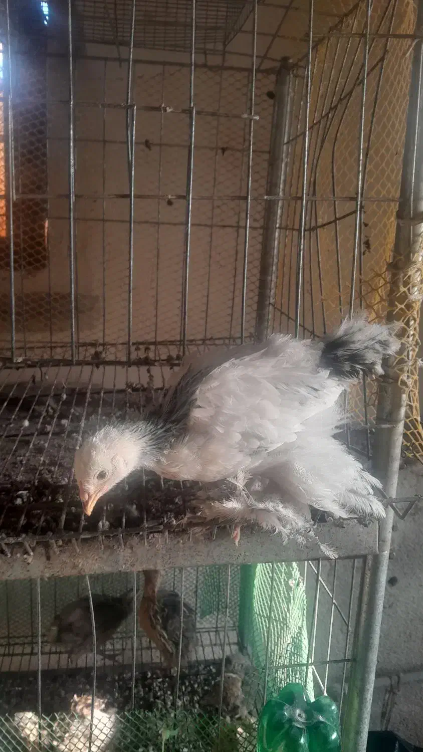 جوجه برهمالایت یک ماهه ویه روزه|حیوانات مزرعه|مرند, |دیوار