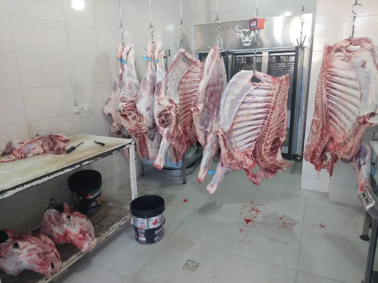 توزیع و پخش گوشت گرم گوساله نر|عمدهفروشی|شیراز, احمدآباد|دیوار