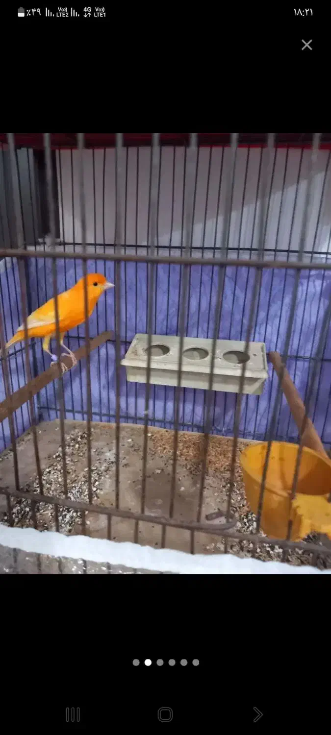 قفس|لوازم جانبی حیوانات|رشت, خواهر امام|دیوار