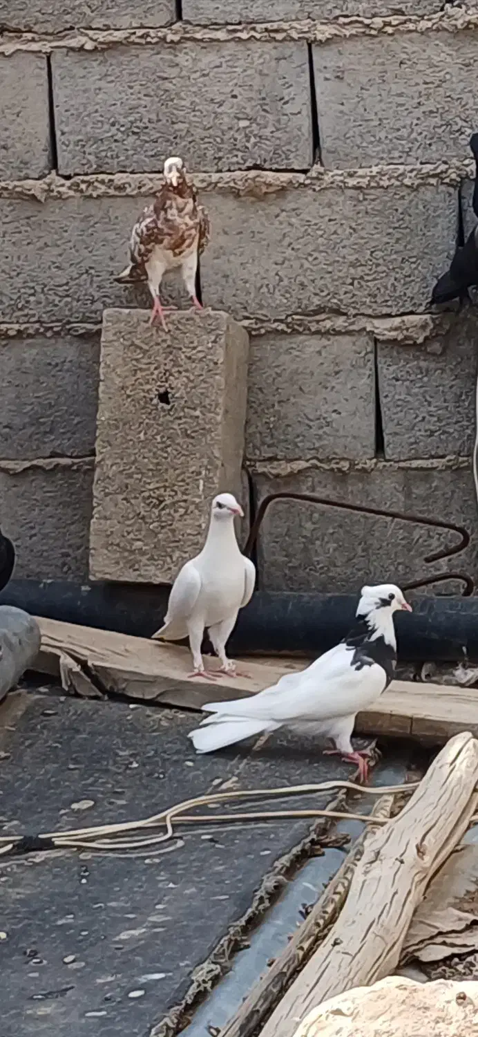 تعدادی کفتر طوقی وهومر وپلاکی هرکدام ۳۰۰|پرنده|بافق, |دیوار