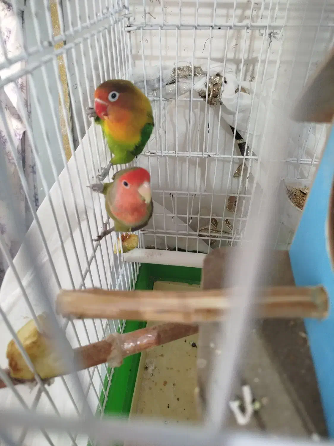 طوطی برزیلی|پرنده|پاکدشت, شهرک امام رضا|دیوار