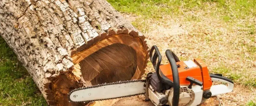 انواع درختان هرس و قطع انجام میدم|خدمات باغبانی و درختکاری|قشم, |دیوار