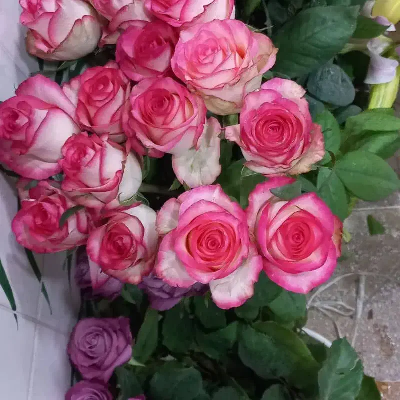 کاشت‌گل‌وگیاه‌اپارتمانی‌وغیره‌‌|گل و گیاه طبیعی|شوش, |دیوار