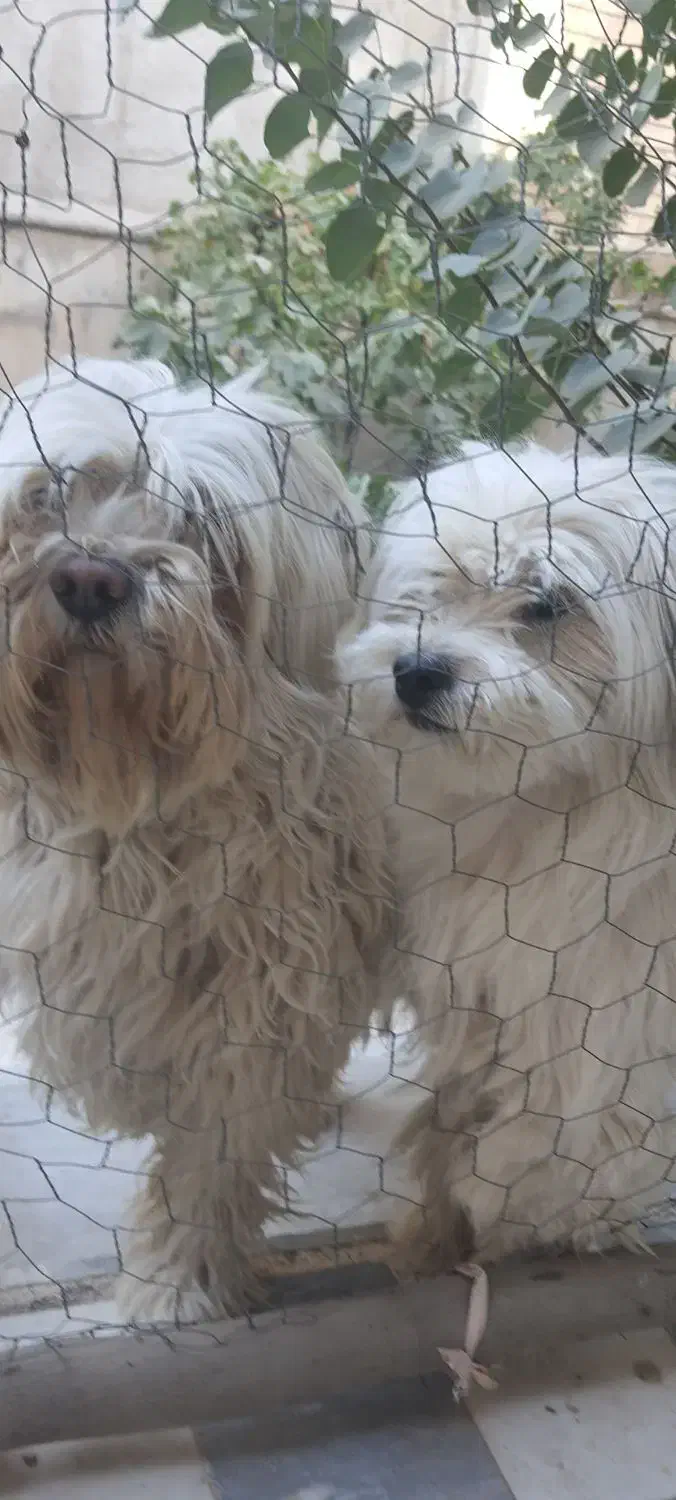 واگذاری سگ جفت|سگ|محمدیه-قزوین, |دیوار