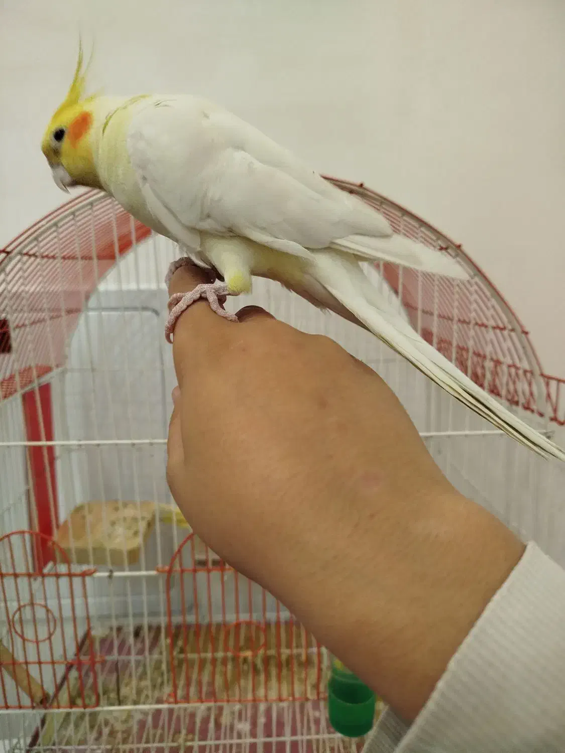 جفت عروس هلندی|پرنده|سجاس رود, |دیوار