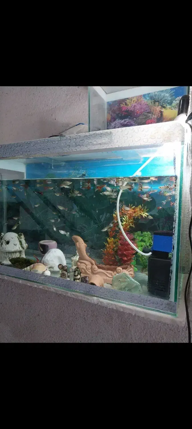 آکواریوم|ماهی|قزوین, |دیوار