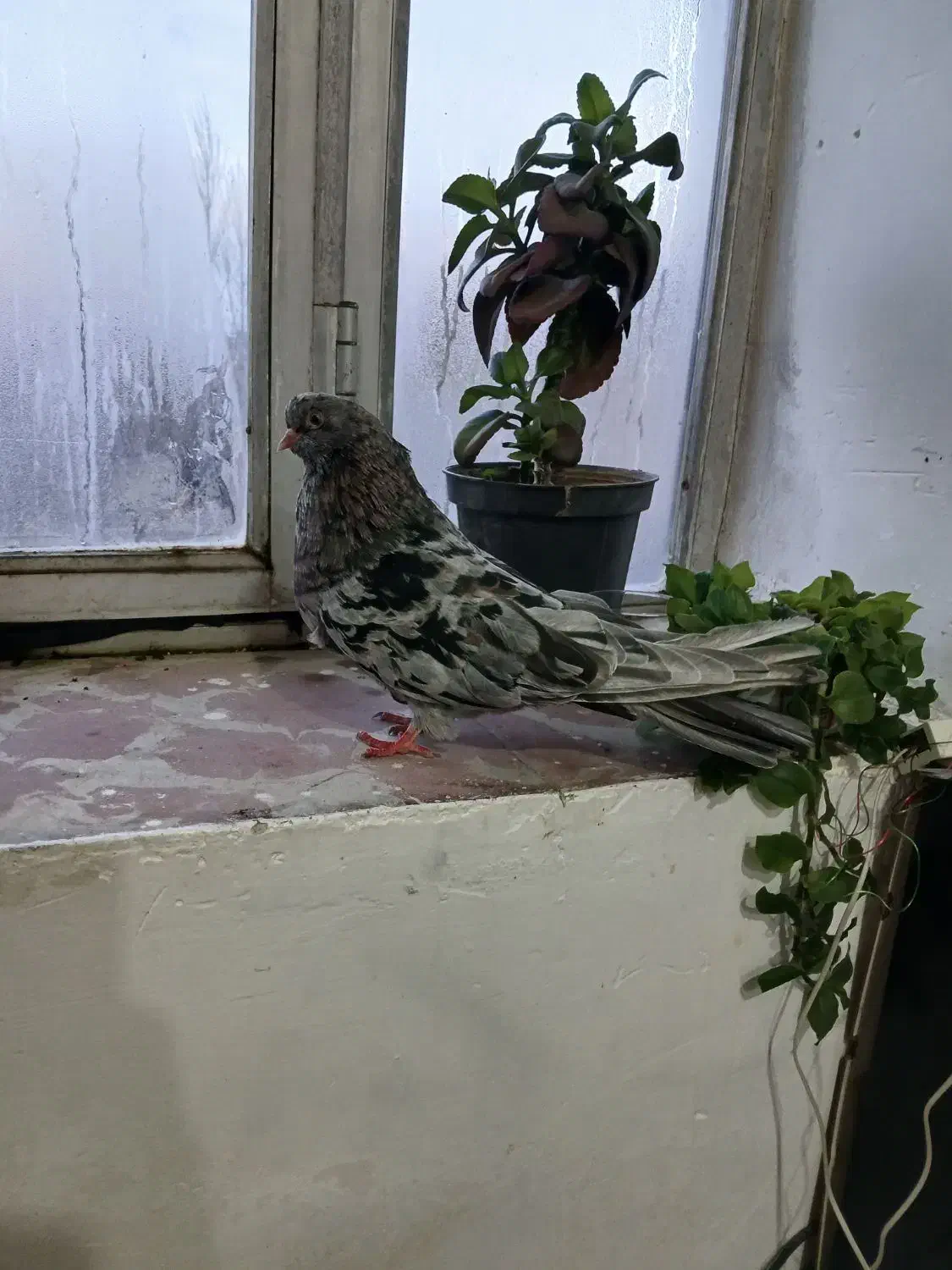 کبوتر|پرنده|اردبیل, |دیوار