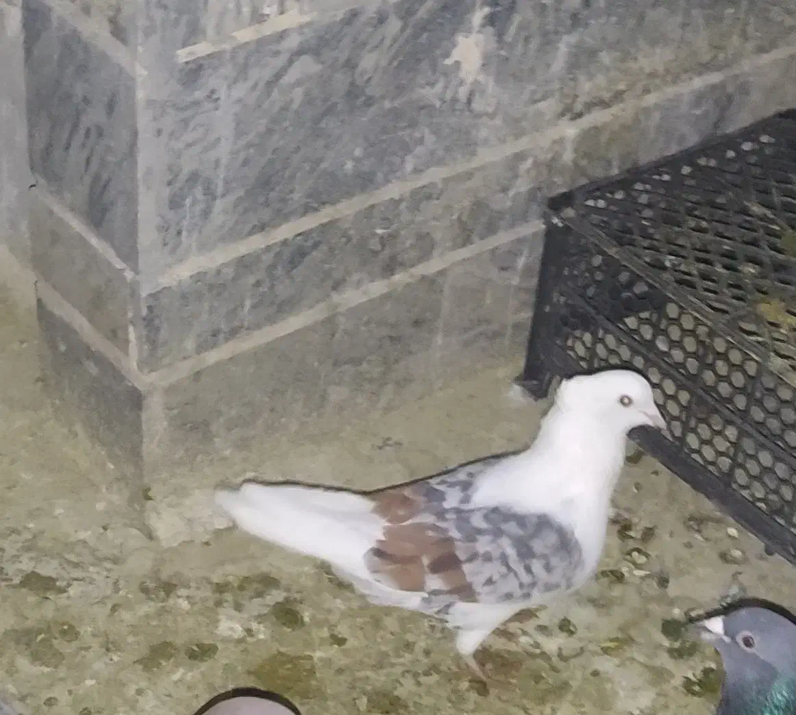 کفتر|پرنده|سیلاخور, |دیوار