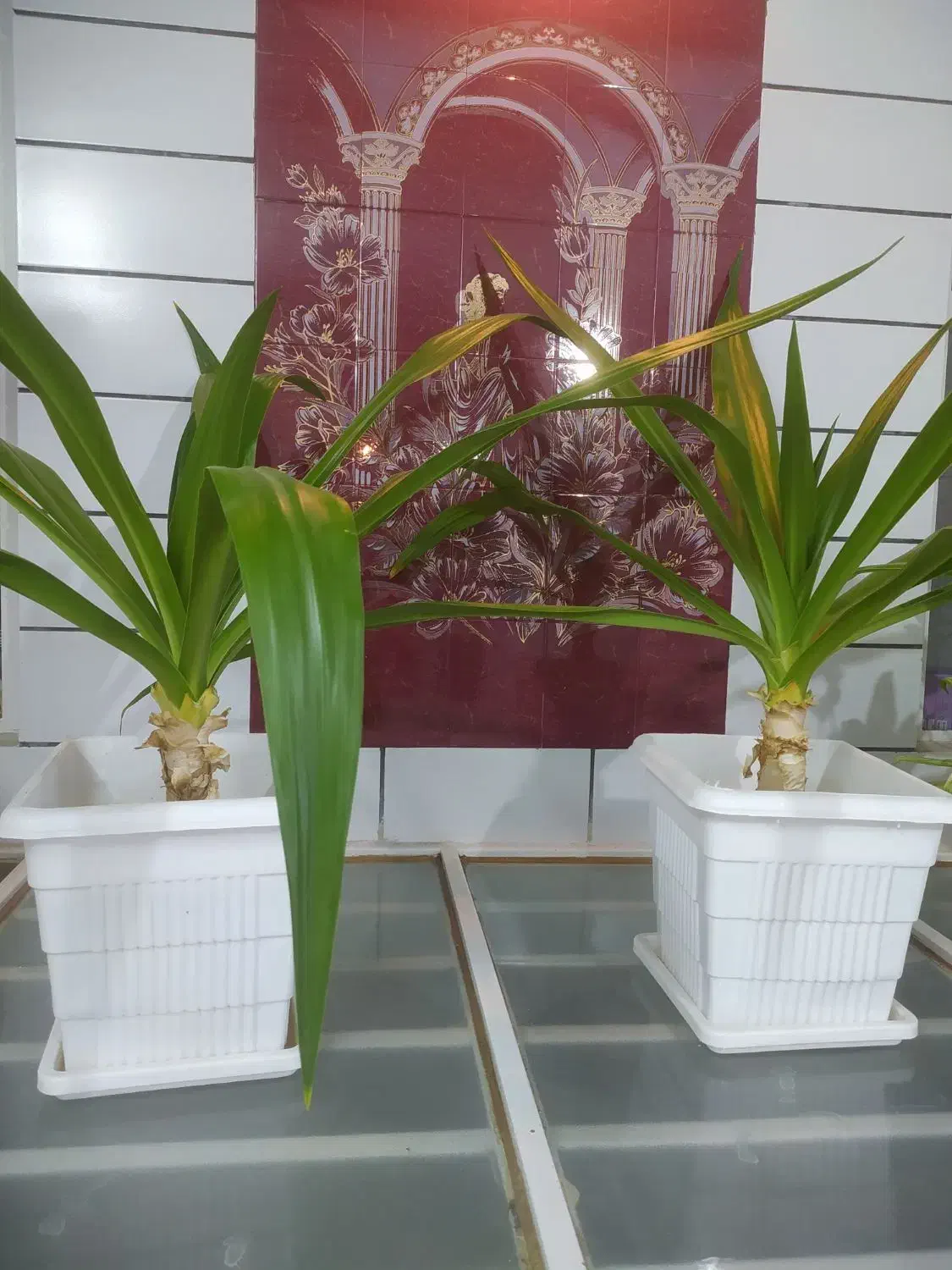 گل ذرتی|گل و گیاه طبیعی|فسا, |دیوار