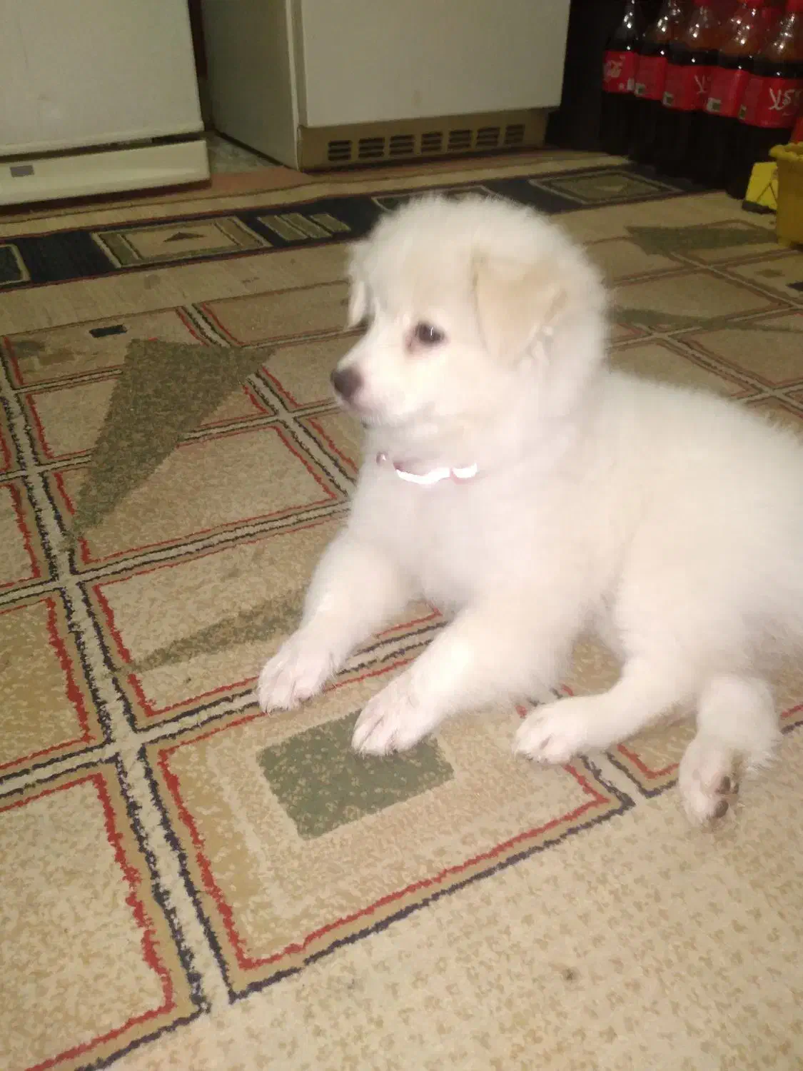 بازیگوش.ولی با ادب|سگ|ری, ولی آباد|دیوار