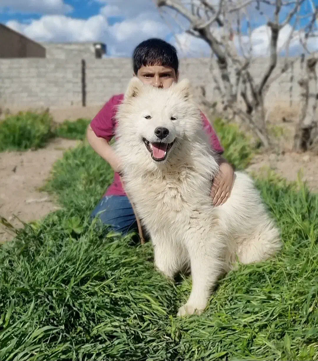 توله سامویید|سگ|کرمان, |دیوار