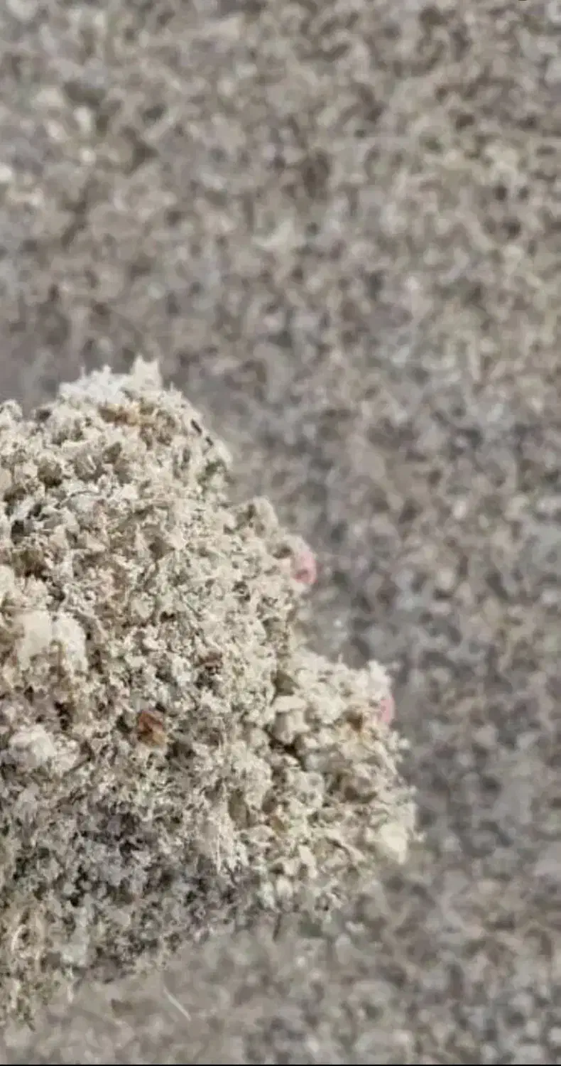 چغندر و تفاله چغندر|عمده‌فروشی|میاندوآب, |دیوار